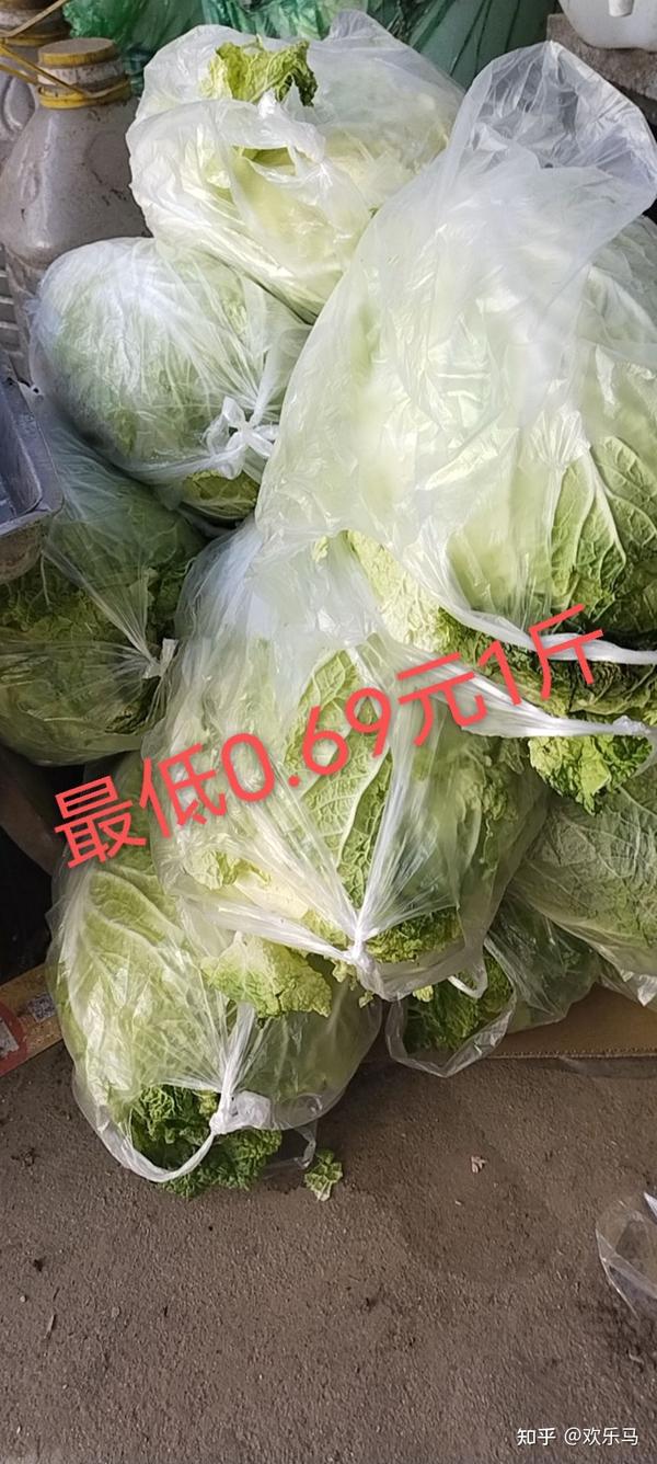 大白菜价格最新行情分析